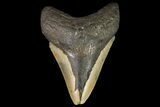 Bargain, Megalodon Tooth - North Carolina #83893-2